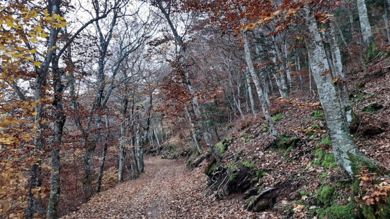 Sentiero nel bosco del Monte Subasio in autunno, tappeto di foglie e faggi