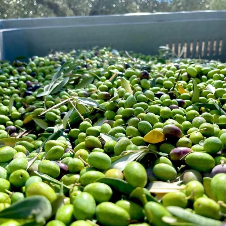 Cassetta di olive appena raccolte nelle campagne di Assisi